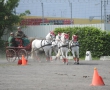 OQS_7822.JPG