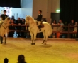 Hund & Pferd 2012
