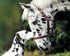 Hund & Pferd