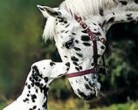 Hund & Pferd