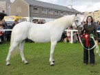 Glencarrig Princess, auch Siegerstute ihrer Klasse in Clifden 2013