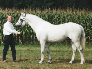 FN-Bundessiegerhengst Cloppenburg 1998