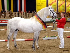 FN-Bundessiegerhengst Berlin 2007